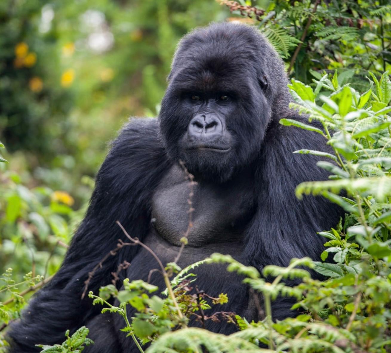 Uganda Wildlife and Primate Safari